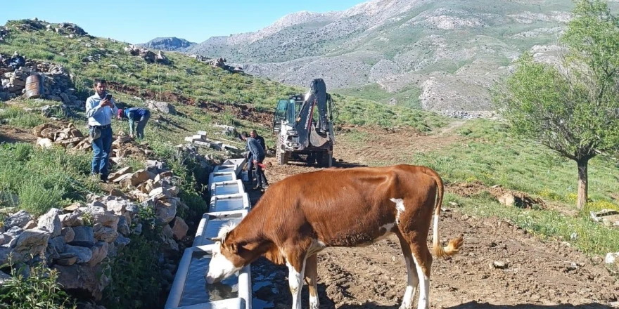 Doğanşehir Belediyesi Yayladaki Hayvanları Unutmadı